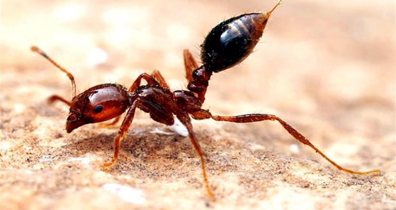 Ateş Karıncalarının Zehri Deri Hastalıklarının Tedavisinde Kullanılabilir